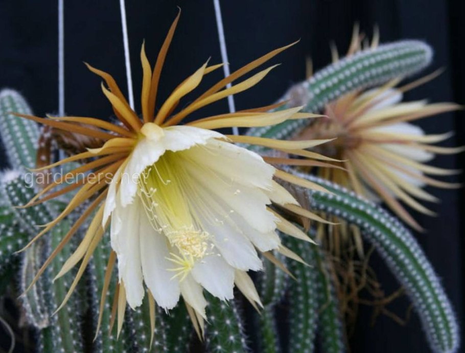 Selenicereus validus