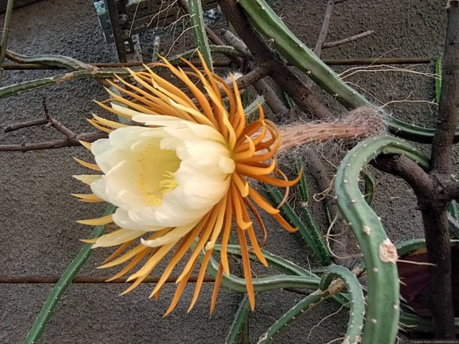 Кактус царица ночи