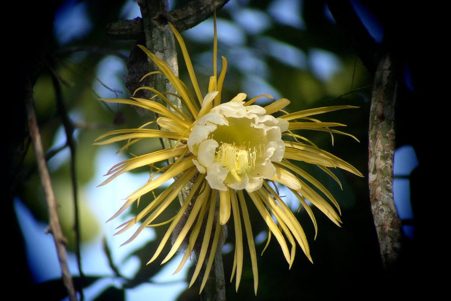 Selenicereus megalanthus