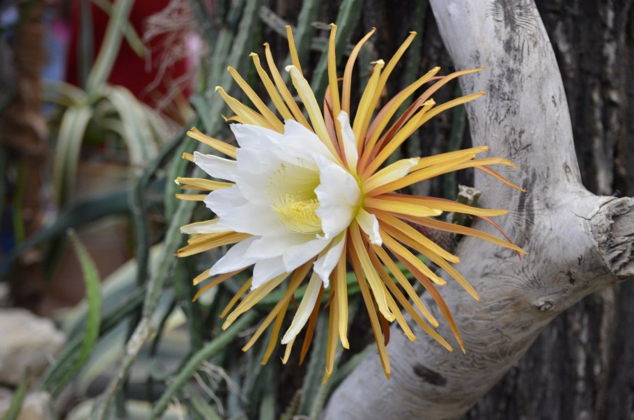 Царица ночи кактус