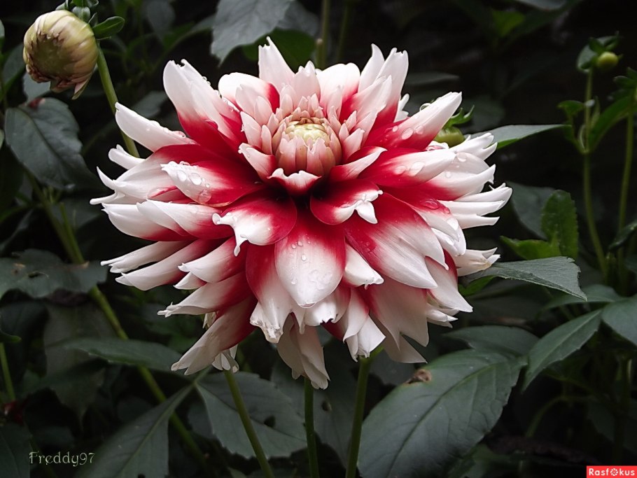 Георгина декоративная