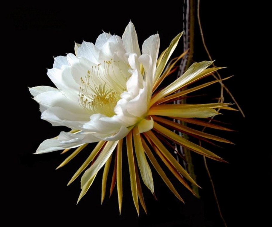 Селеницереус грандифлорус