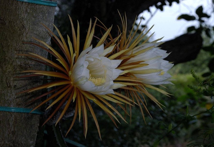 Селеницереус грандифлорус кактус