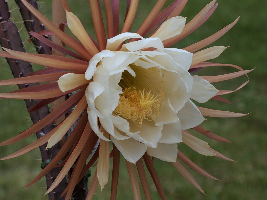 Селеницереус энтони