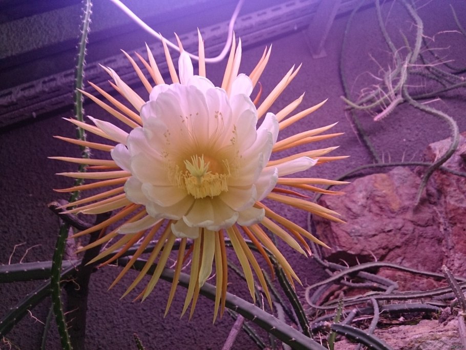 Кактус царица ночи ботанический сад