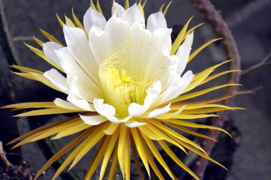 Селеницереус царица ночи