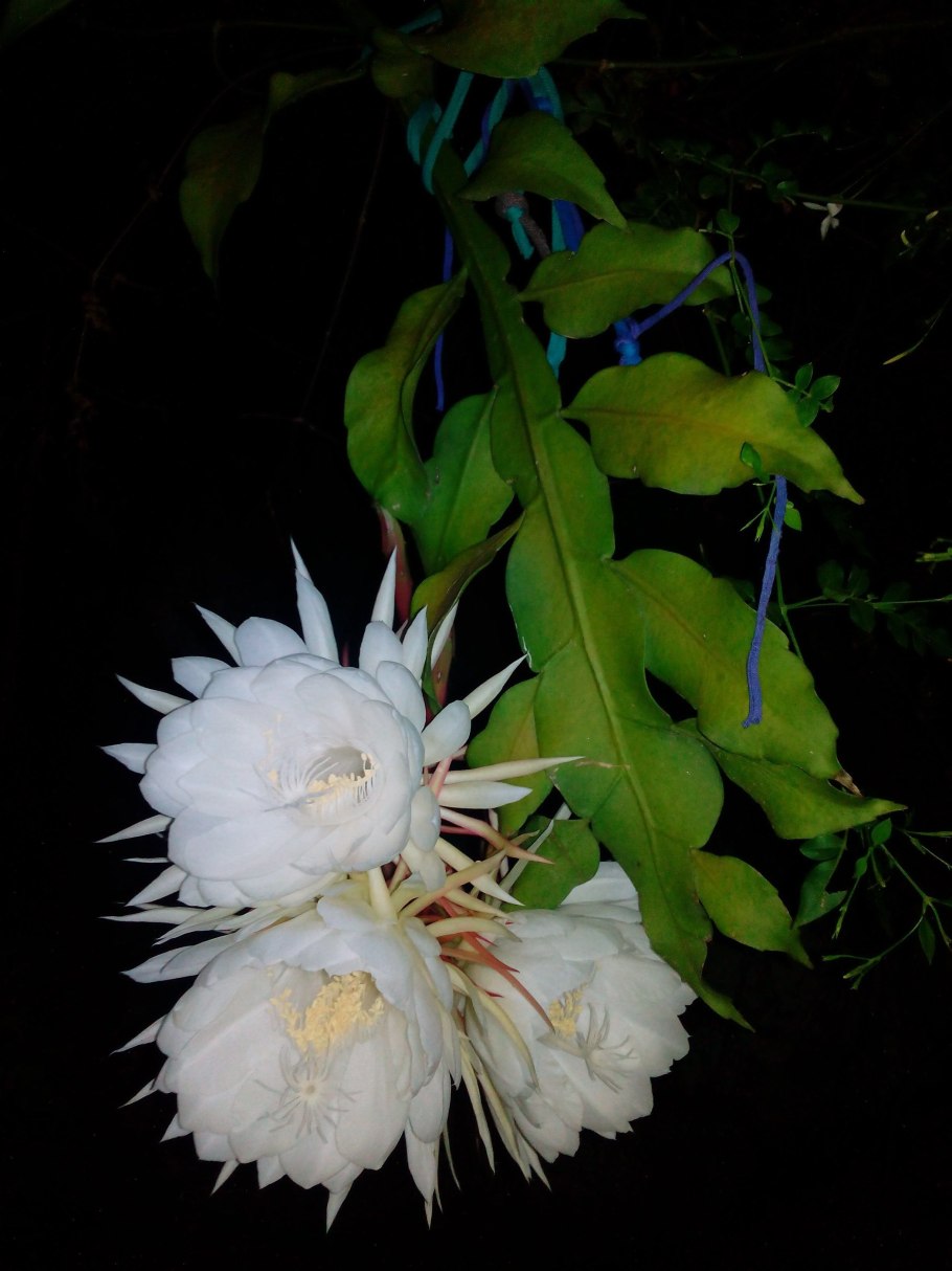 Эпифиллум оксипеталум