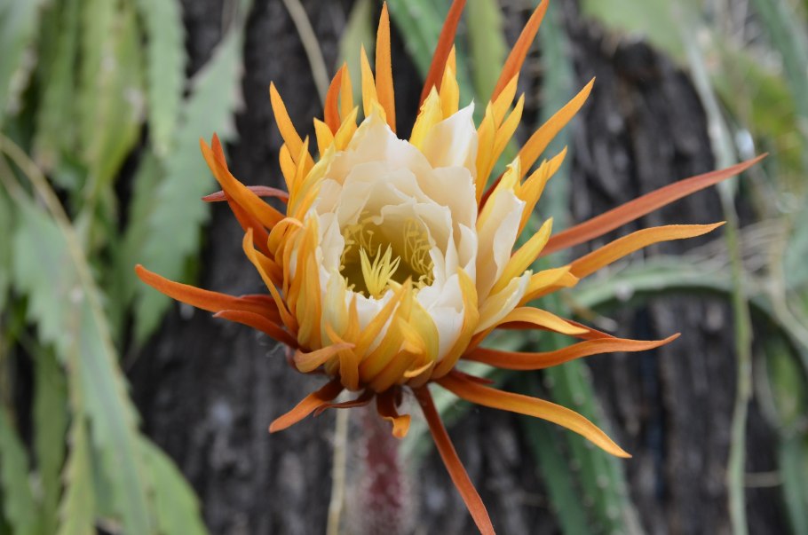 Селеницереус царица ночи