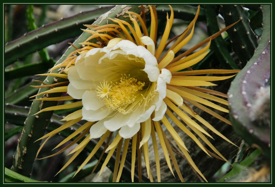 Селеницереус крупноцветковый