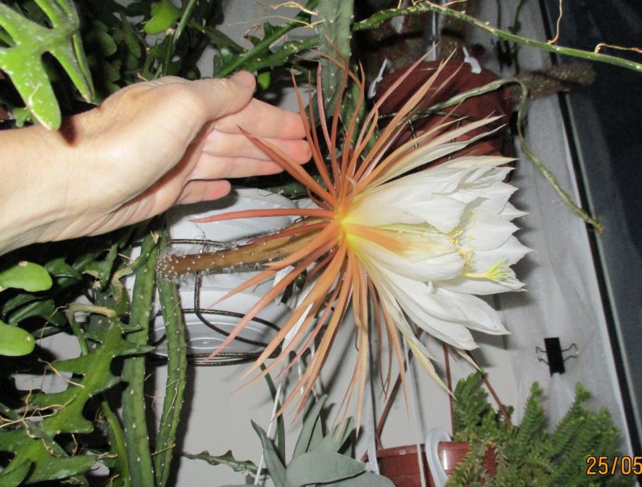 Кактус эпифиллум оксипеталум.