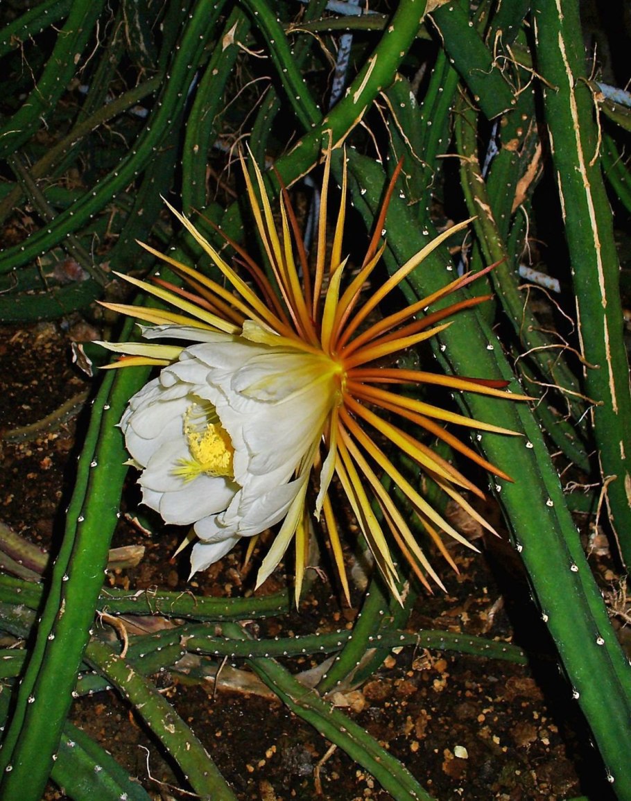 Selenicereus pteranthus