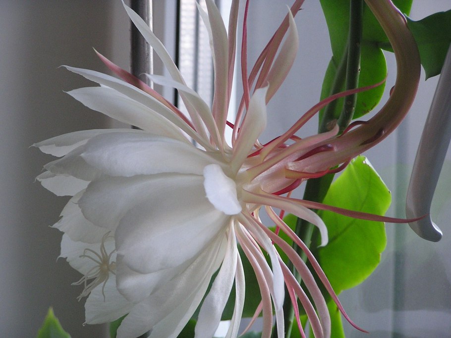 Эпифиллум оксипеталум царица ночи