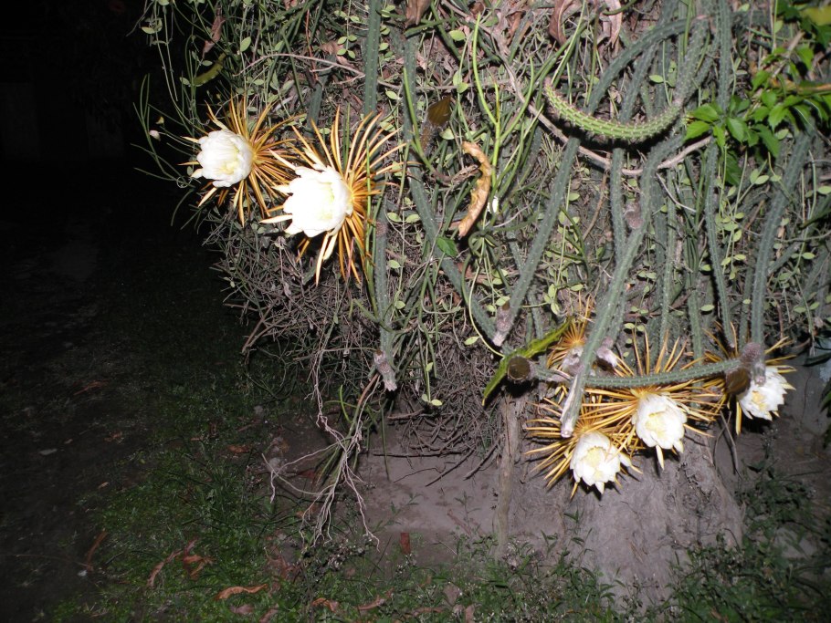 Селеницереус царица ночи