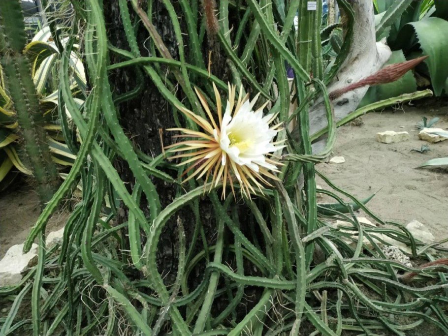 Selenicereus grandiflorus