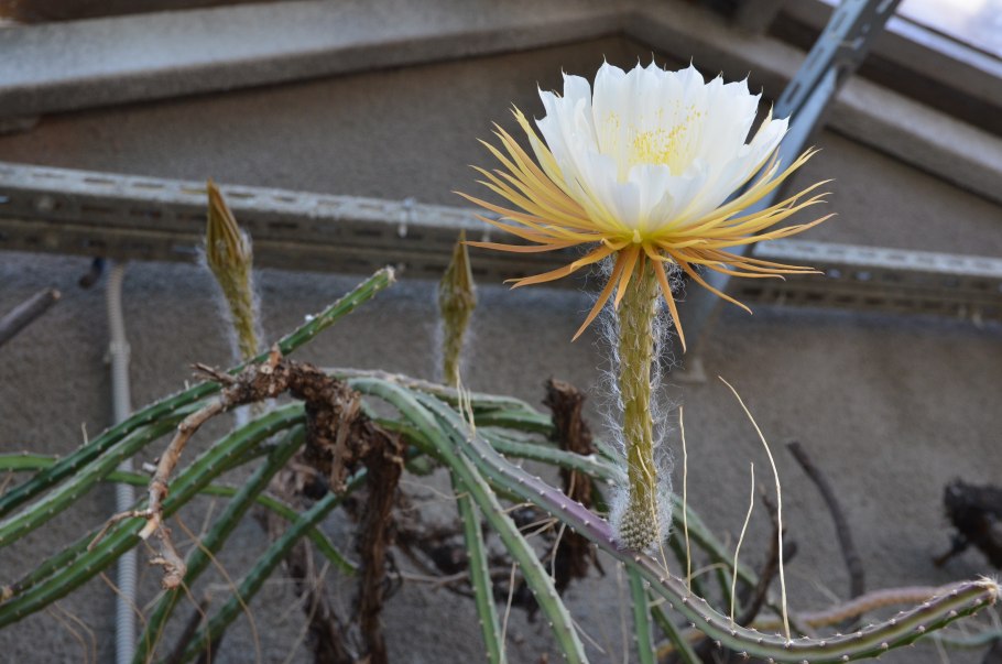 Кактус царица ночи ботанический сад