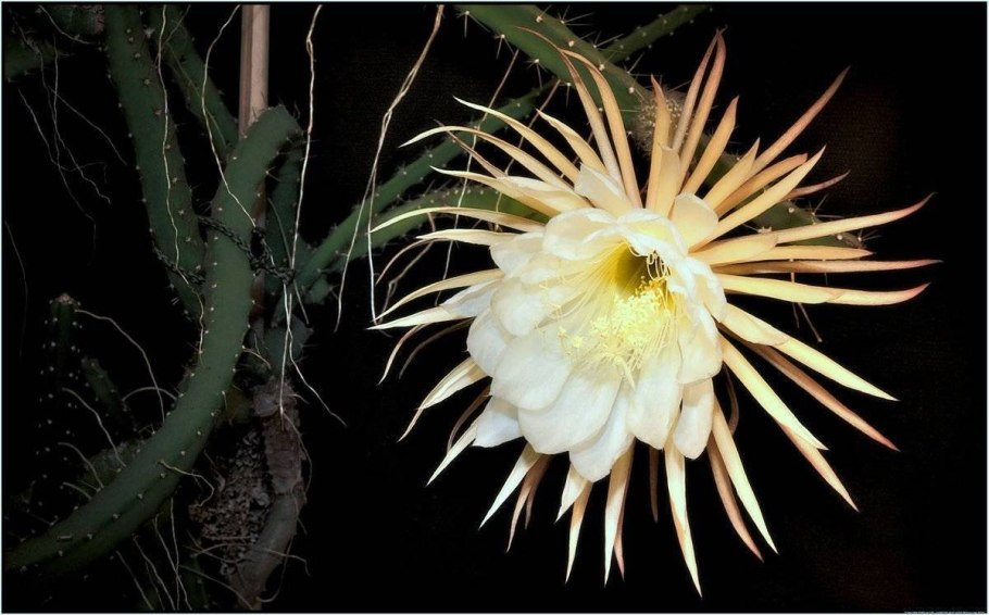 Selenicereus coniflorus