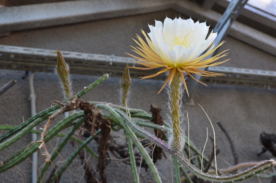 Селеницереус грандифлорус