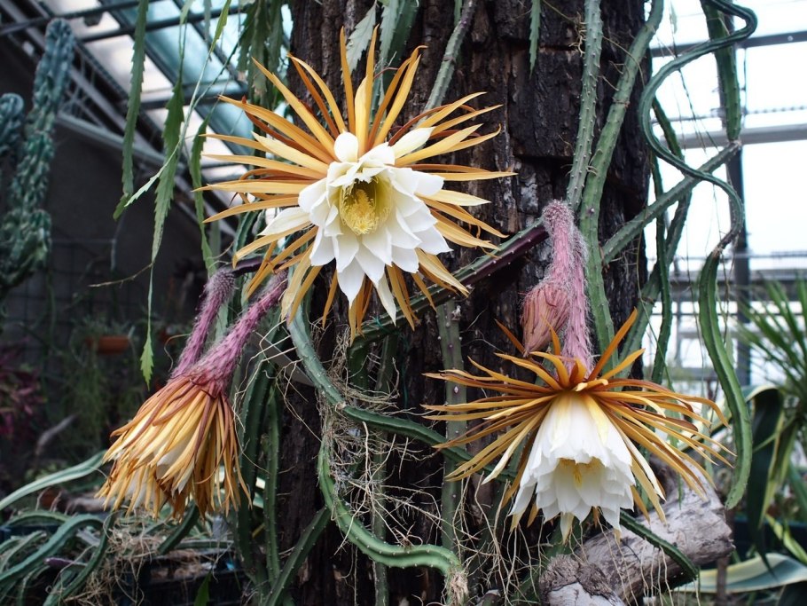 Селеницереус крупноцветковый