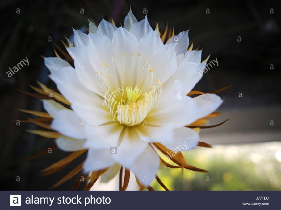 Селеницереус царица ночи