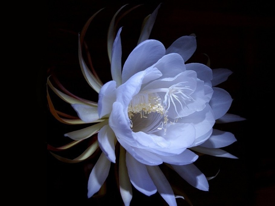Кадупул (epiphyllum oxypetalum)