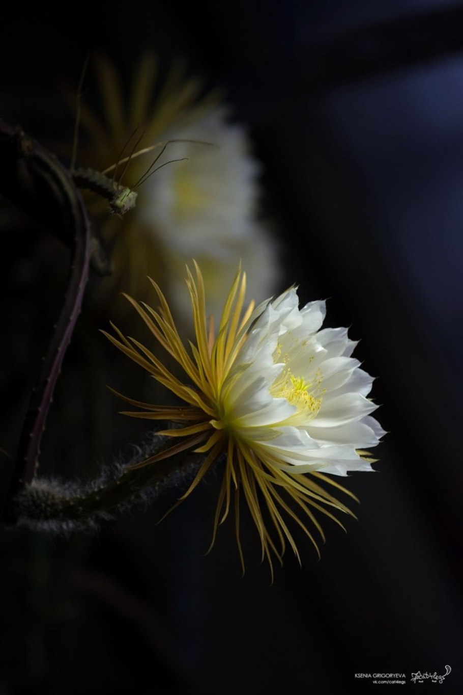 Царица ночи цветок