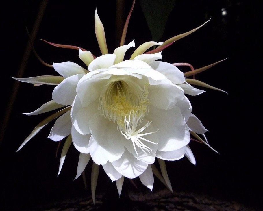 Цветок кадупул