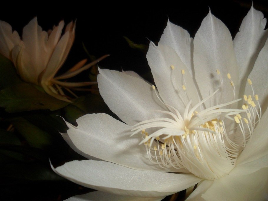 Epiphyllum oxypetalum