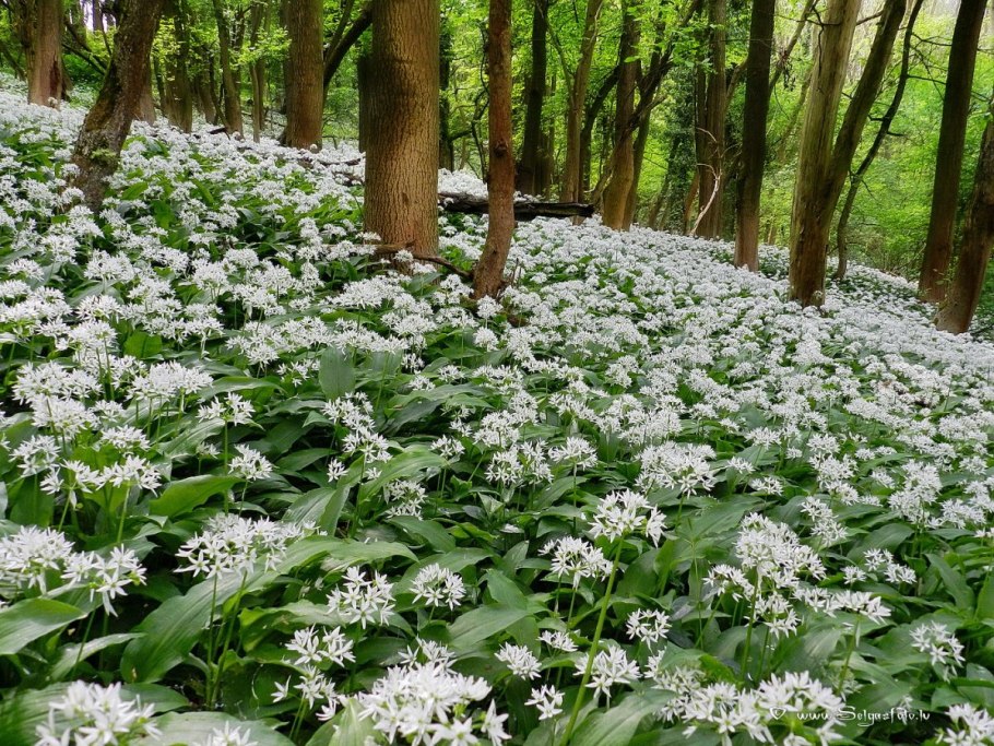 Черемша цветение