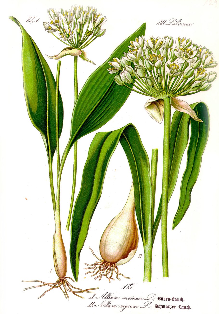 Черемша (Медвежий лук)