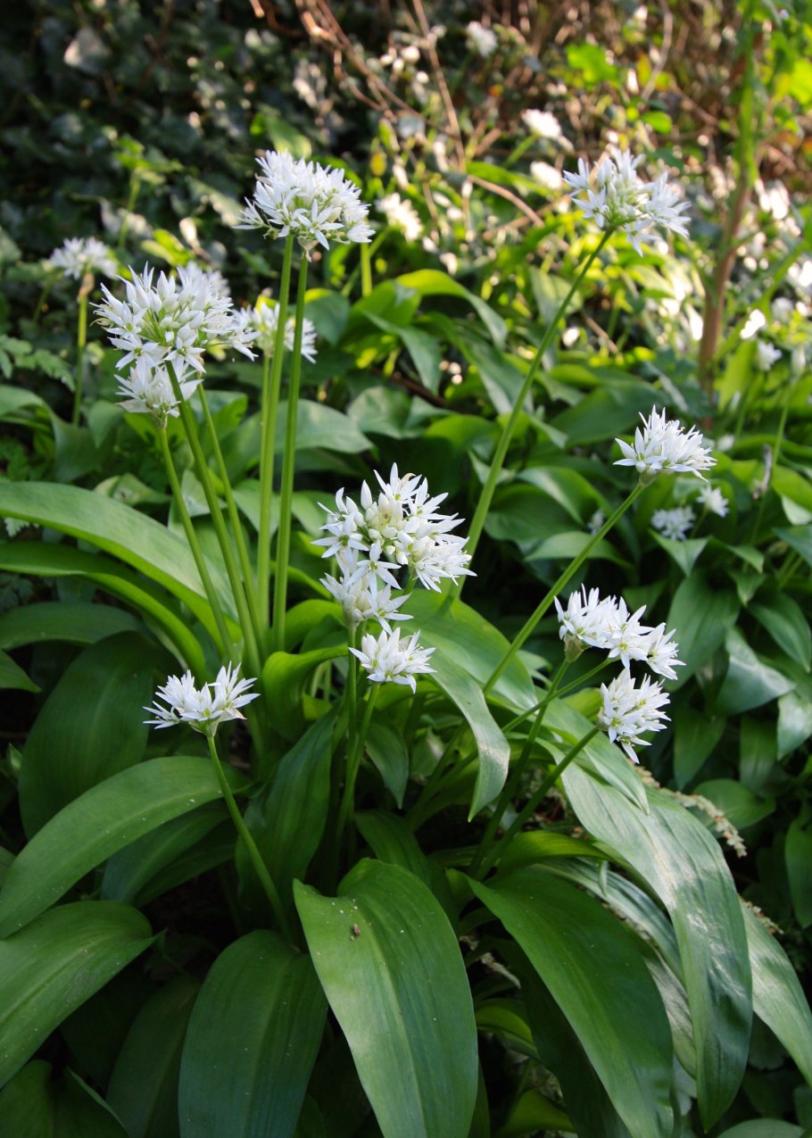 Черемша медвежий лук