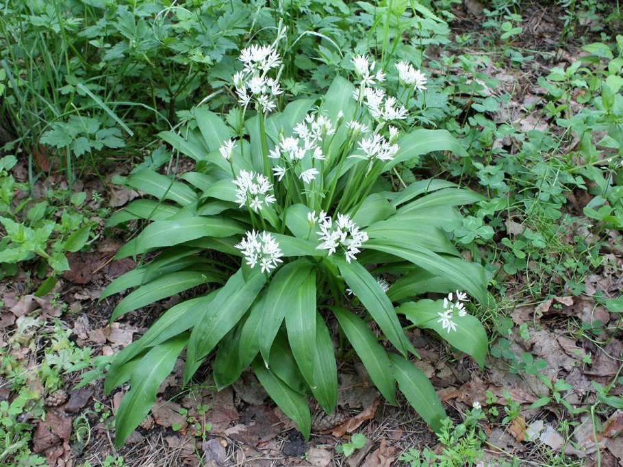 Allium ursinum черемша