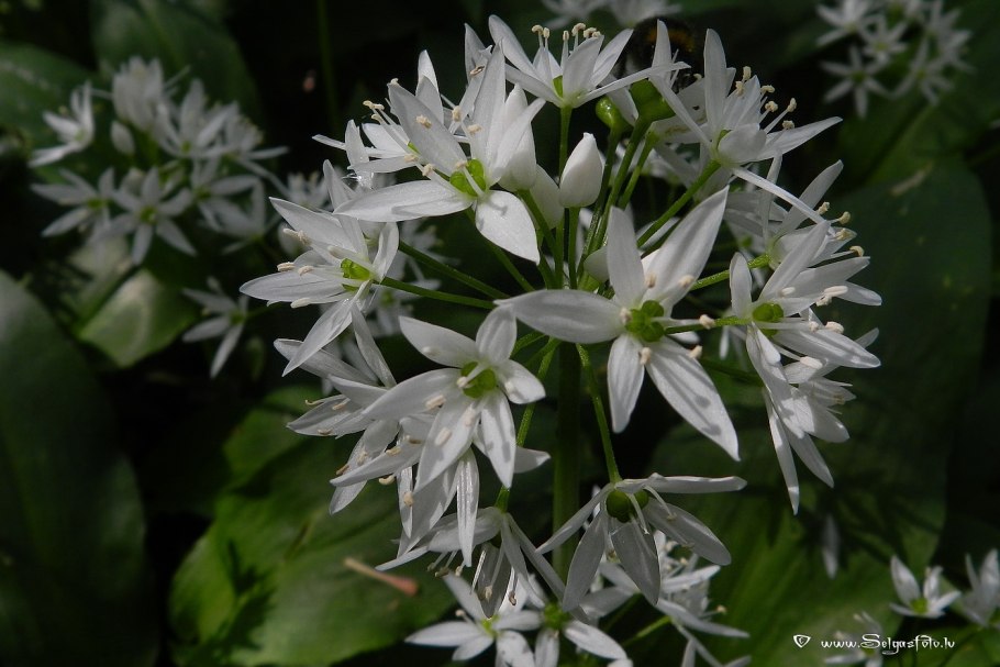 Allium ursinum черемша
