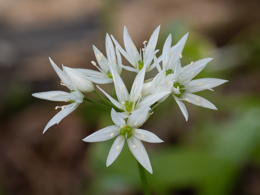 Allium ursinum черемша