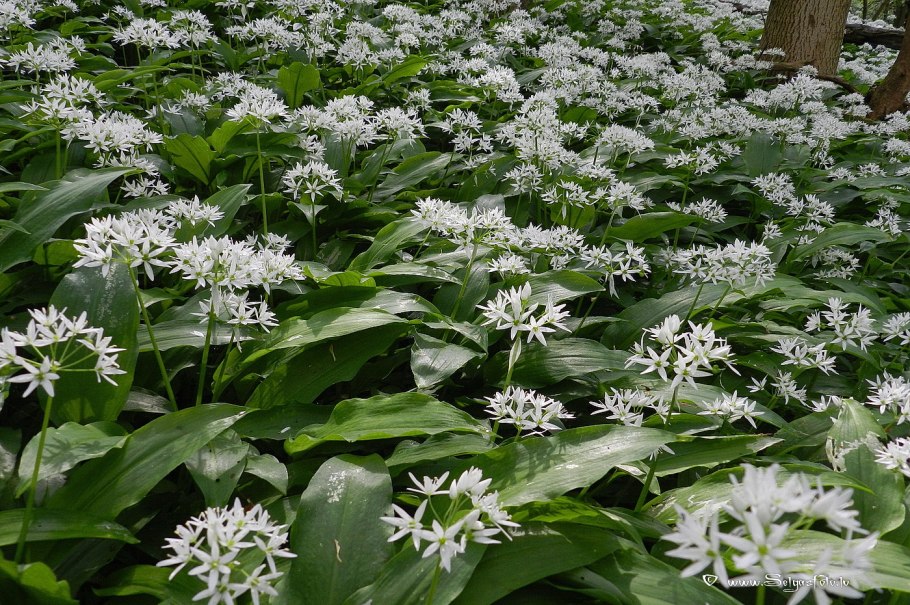 Лук - черемша (Медвежий лук)