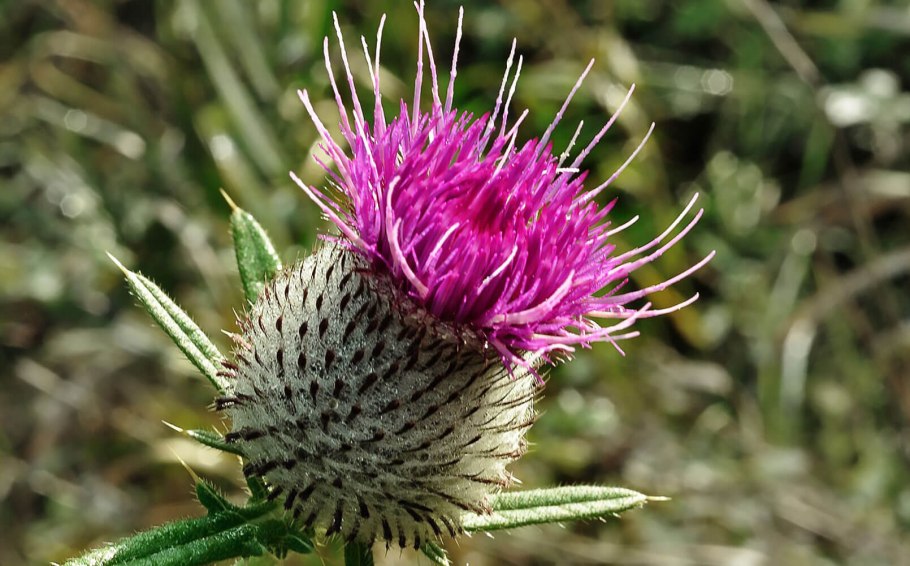 Чертополох мелкоголовчатый