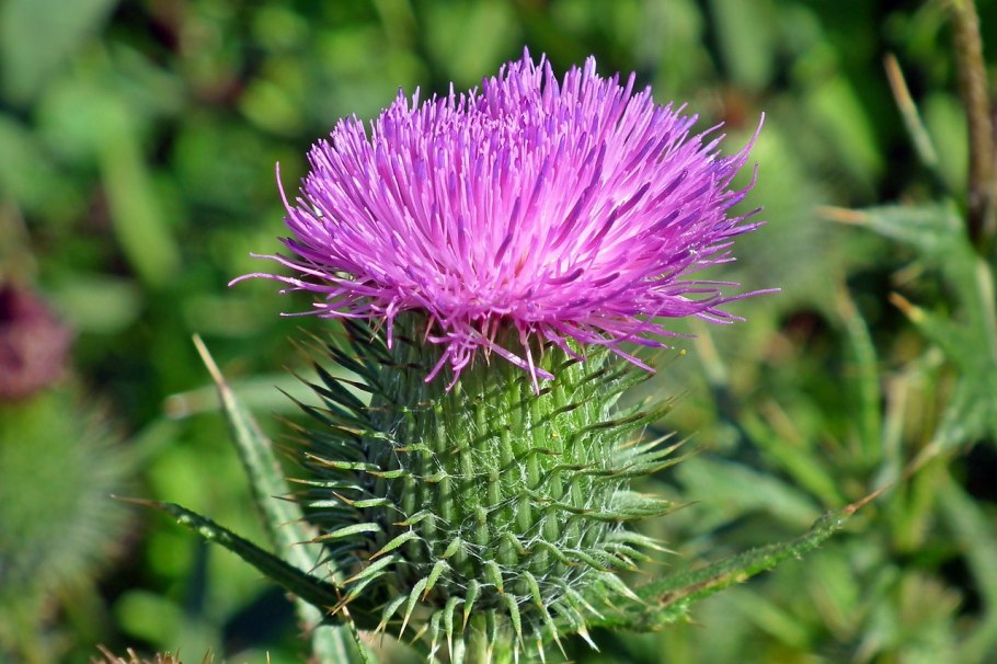 Чертополох растение