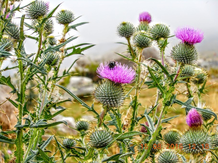 Репей чертополох Бодяк