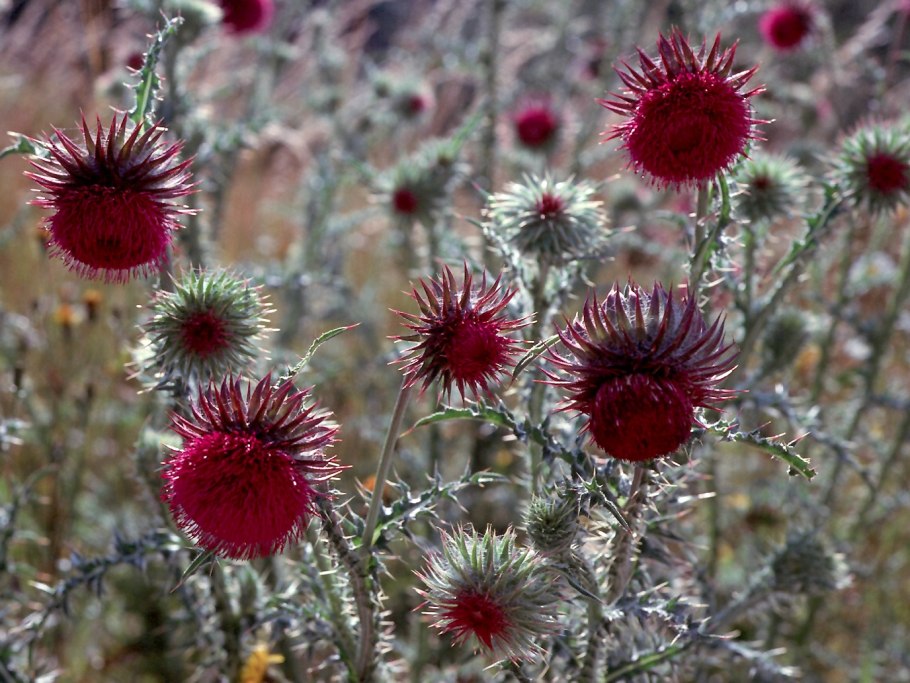 Чертополох красный