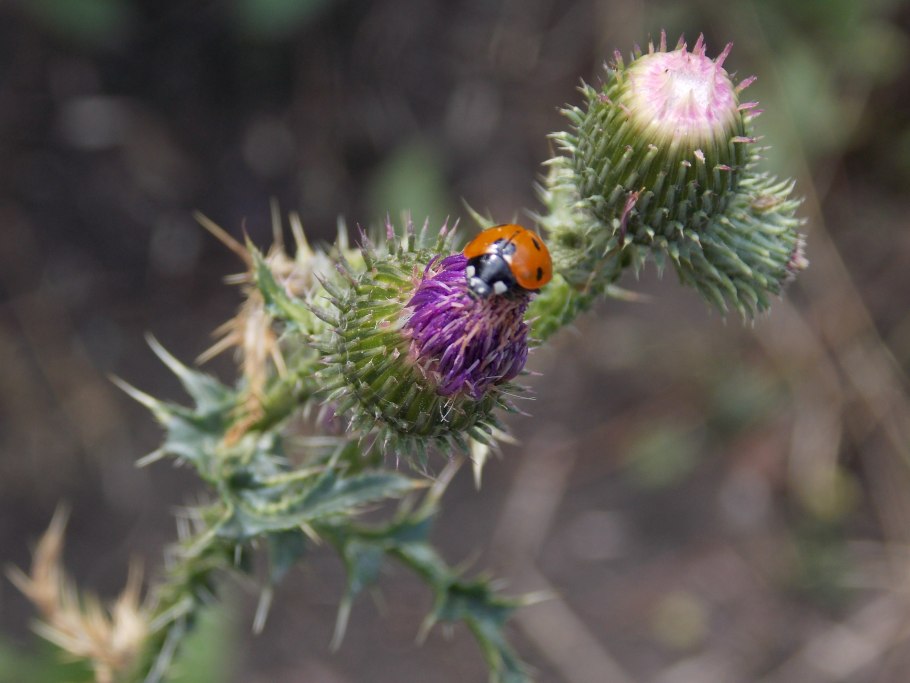Чертополох колючий (Carduus Acanthoides)