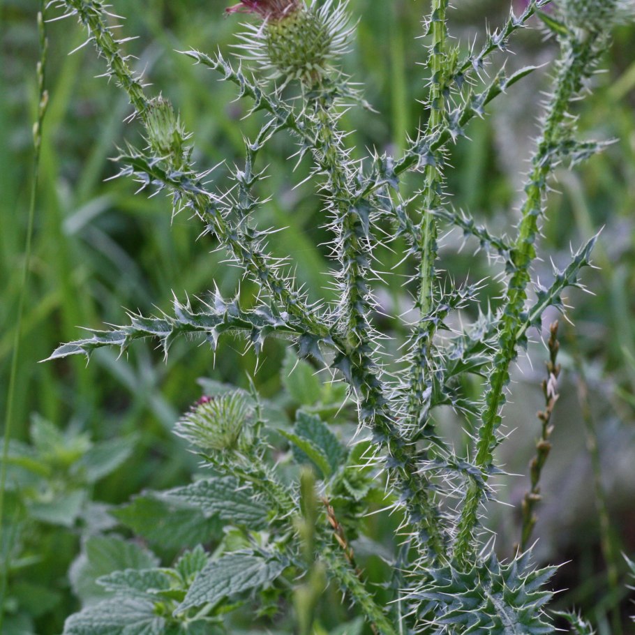 Чертополох синеголовник чертогон