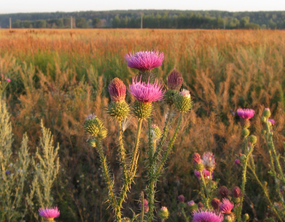 Бодяк обыкновенный