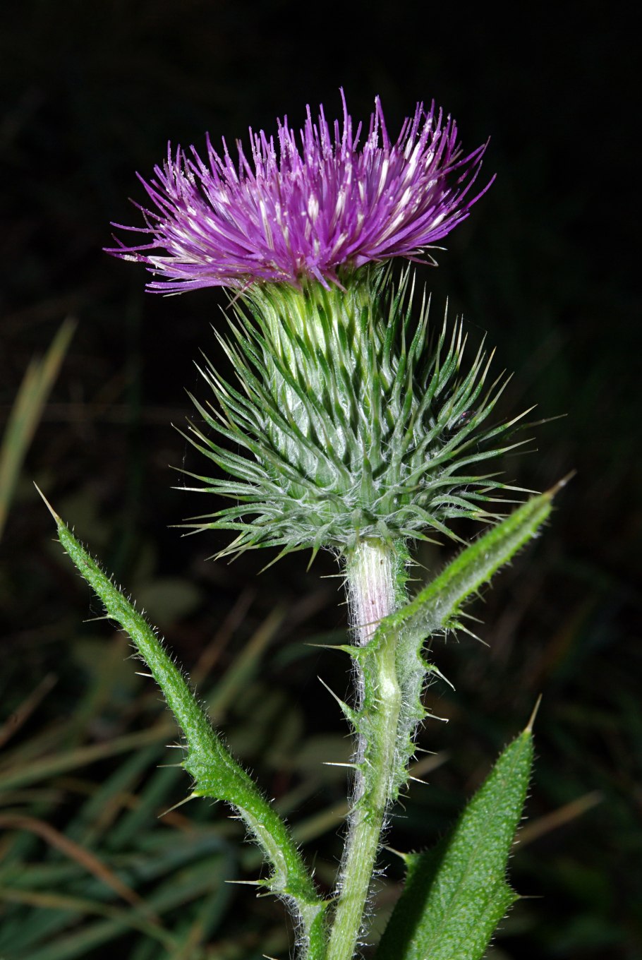 Бодяк обыкновенный cirsium vulgare