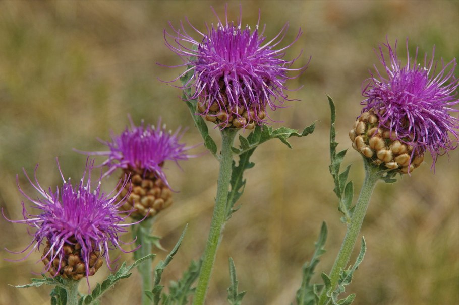 Татарник колючий куст