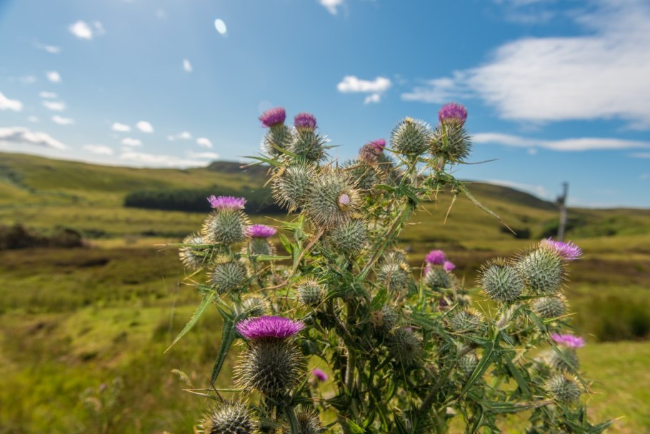 Scottish thistle