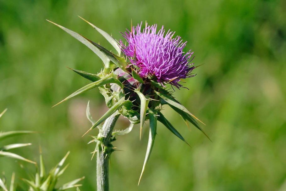 Расторопша пятнистая (silybum marianum)