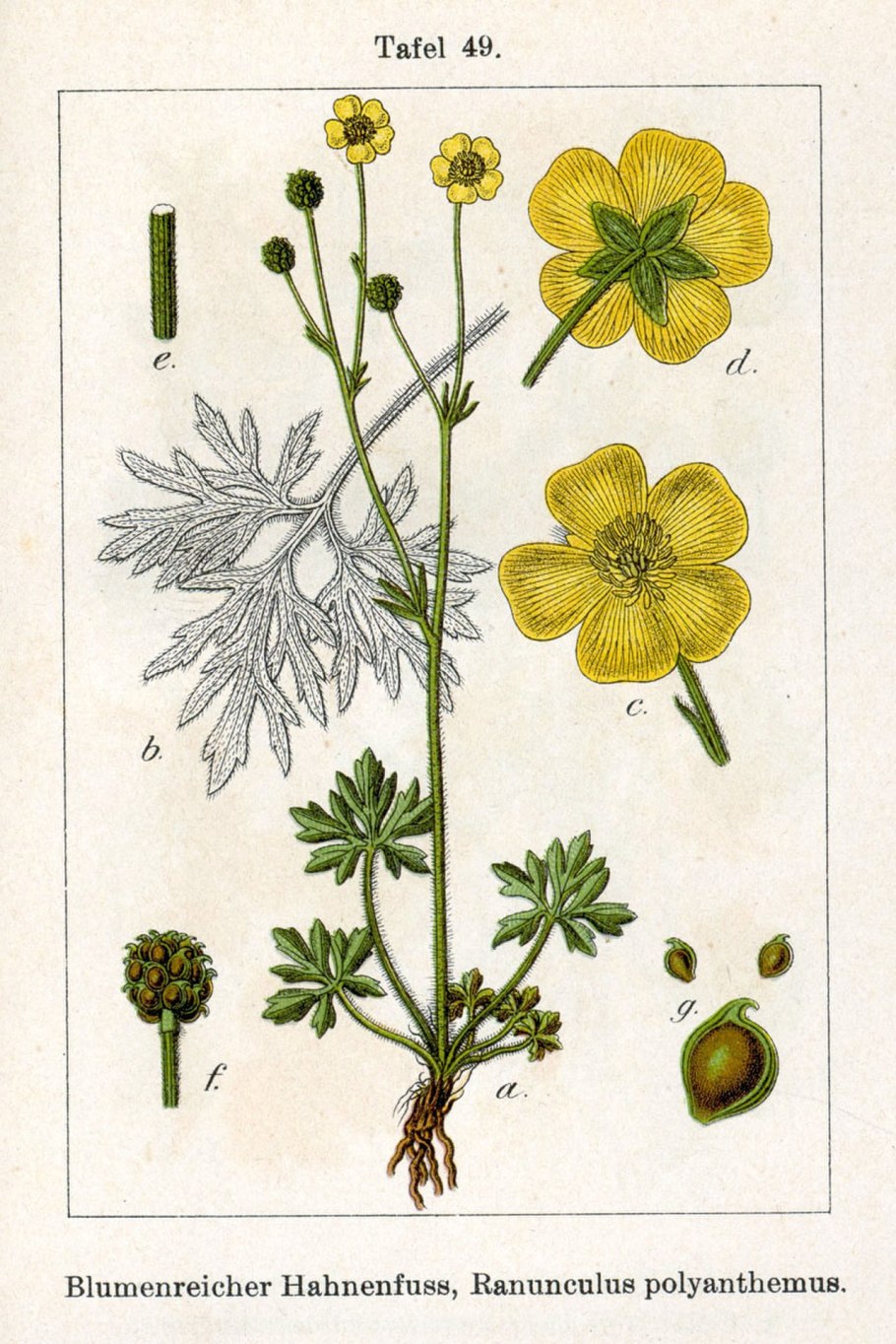 Адонис весенний