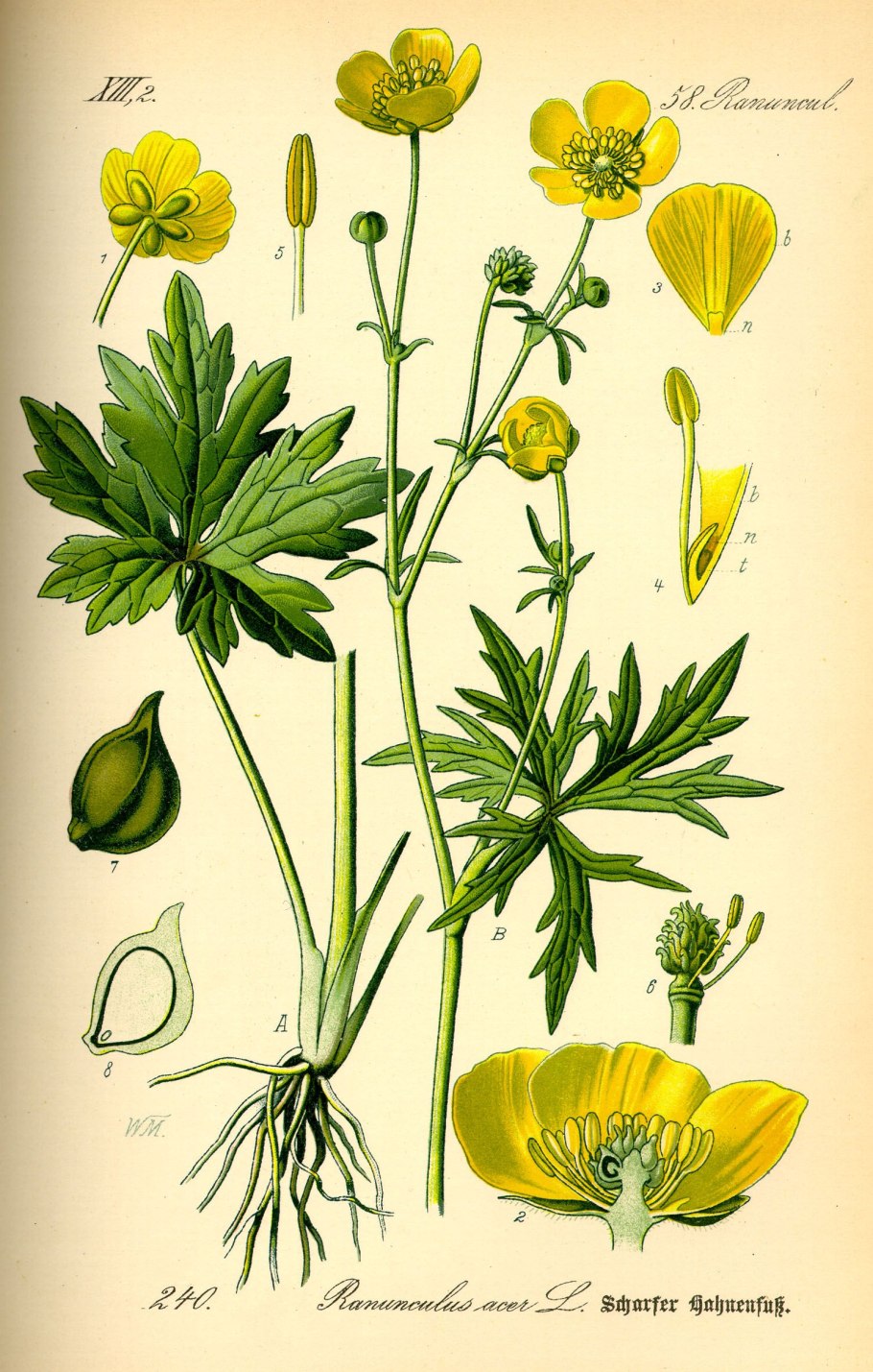 Горицвет весенний (Adonis vernalis)