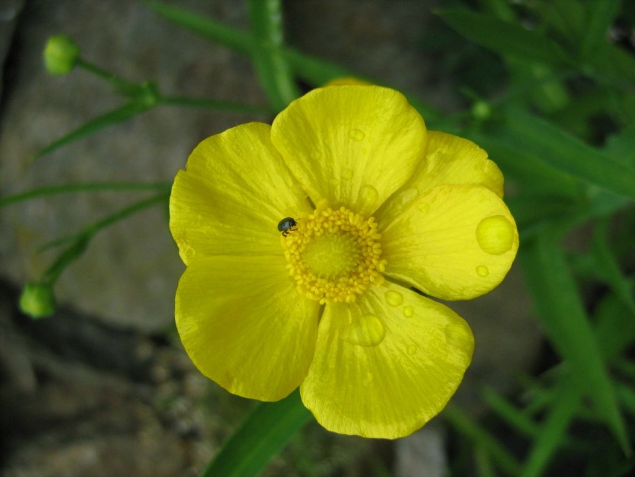 Лютик длиннолистный