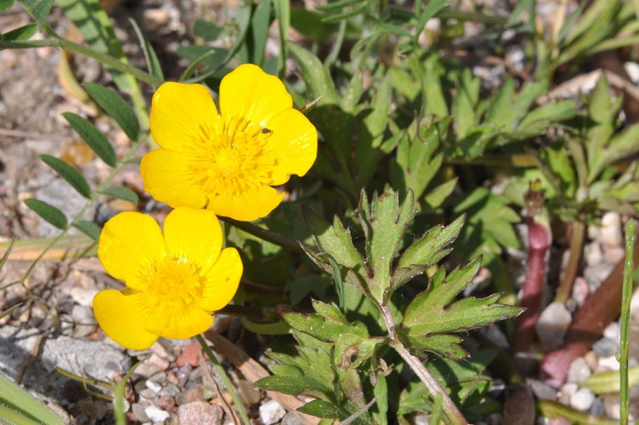 Лютик едкий – Ranunculus Acris l.
