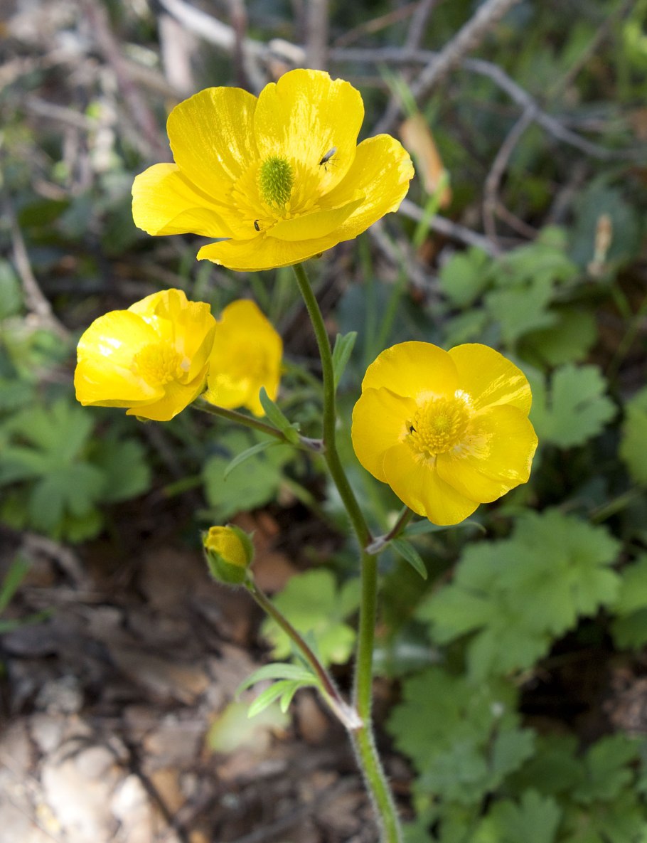 Лютиковые Ranunculaceae
